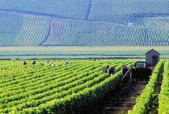 Bordeaux Vineyard